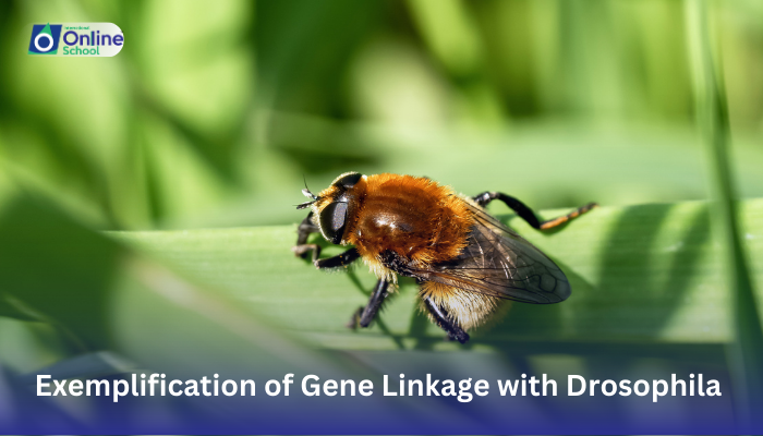 Lesson 26: Exemplification of Gene Linkage with Drosophila Example
